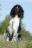 SPRINGER SPANIEL 011